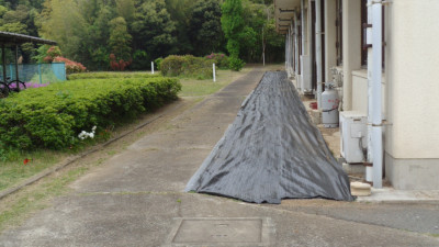 きれいになった芝生