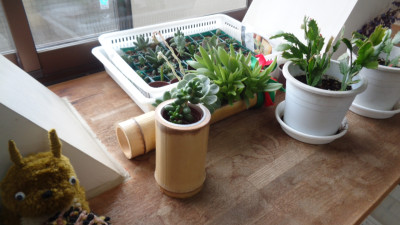 椎の木作業３