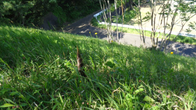 タケノコ１