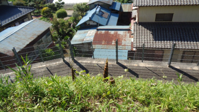 タケノコ３